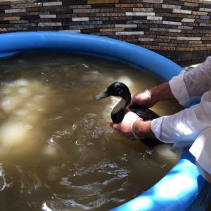 Duck Rescue by BSPCA - 2