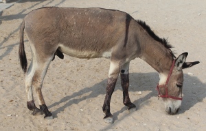 donkey2