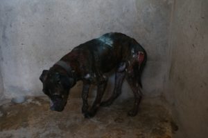 rescued dog fighting - BSPCA