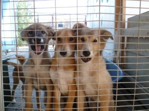 5F5B9_Puppies_in_quarantine
